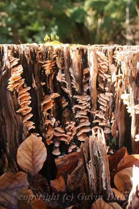 Fungi, Pirianda Gardens IMG_7284.JPG